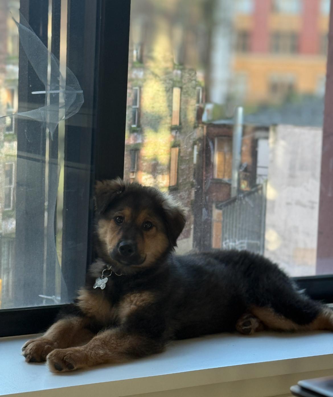 Enlarge Siku, a ADOPTABLE mixed breed in Vancouver, BC image 5/6