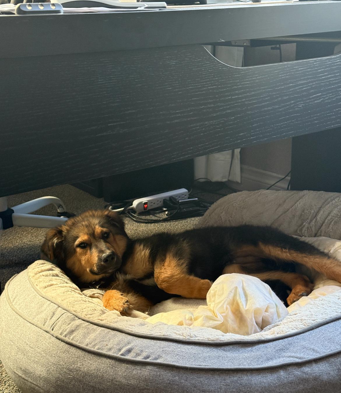 Enlarge Siku, a ADOPTABLE mixed breed in Vancouver, BC image 6/6