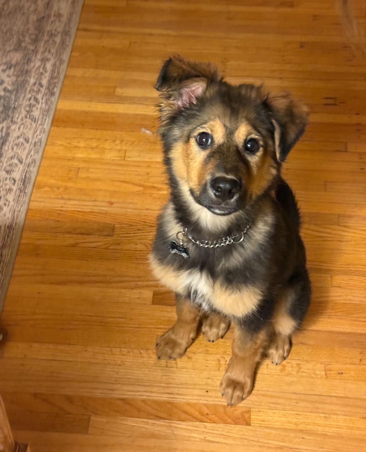 Enlarge Siku, a ADOPTABLE mixed breed in Vancouver, BC image 2/6