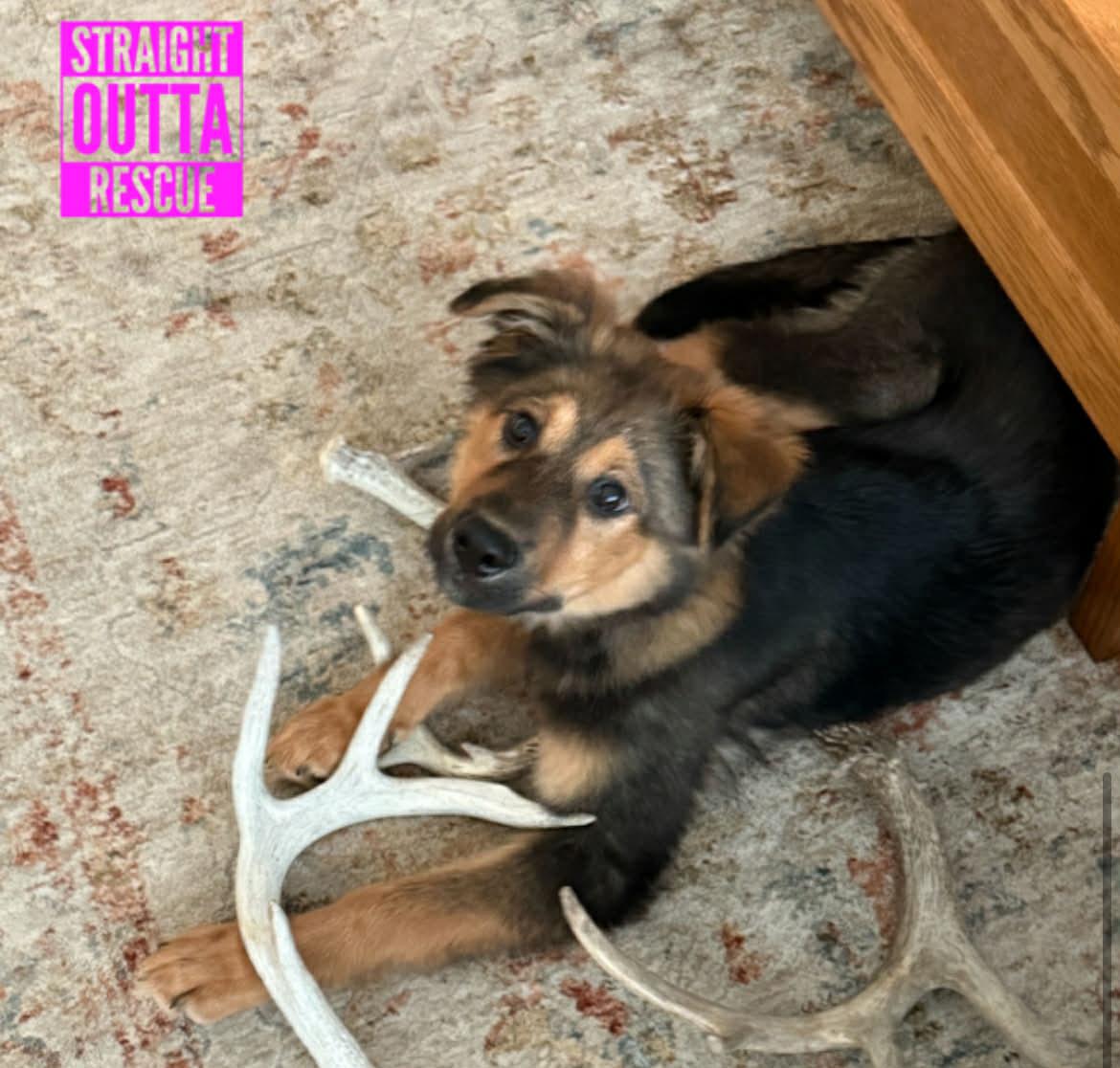 Siku, ADOPTABLE, Puppy Male Shepherd & Collie.