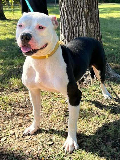 Kevin, Adoptable, Adult Female Pit Bull Terrier & Mixed Breed.