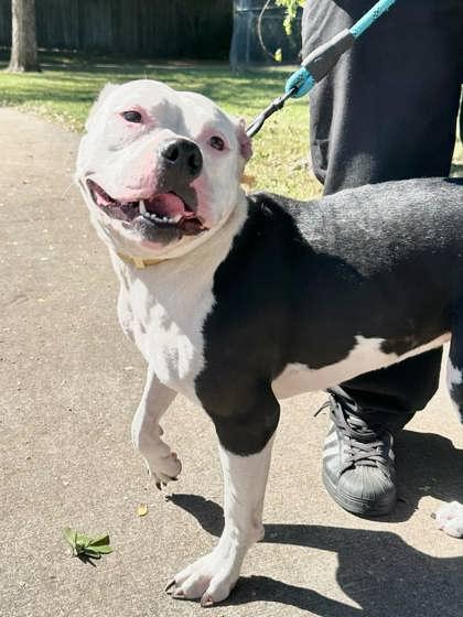 Enlarge Kevin, a Adoptable mixed breed in Fort Worth, TX image 3/3