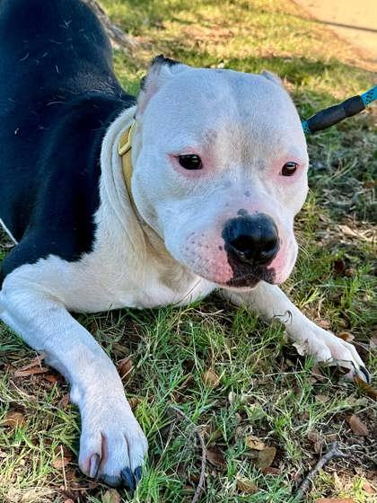 Enlarge Kevin, a Adoptable mixed breed in Fort Worth, TX image 3/3