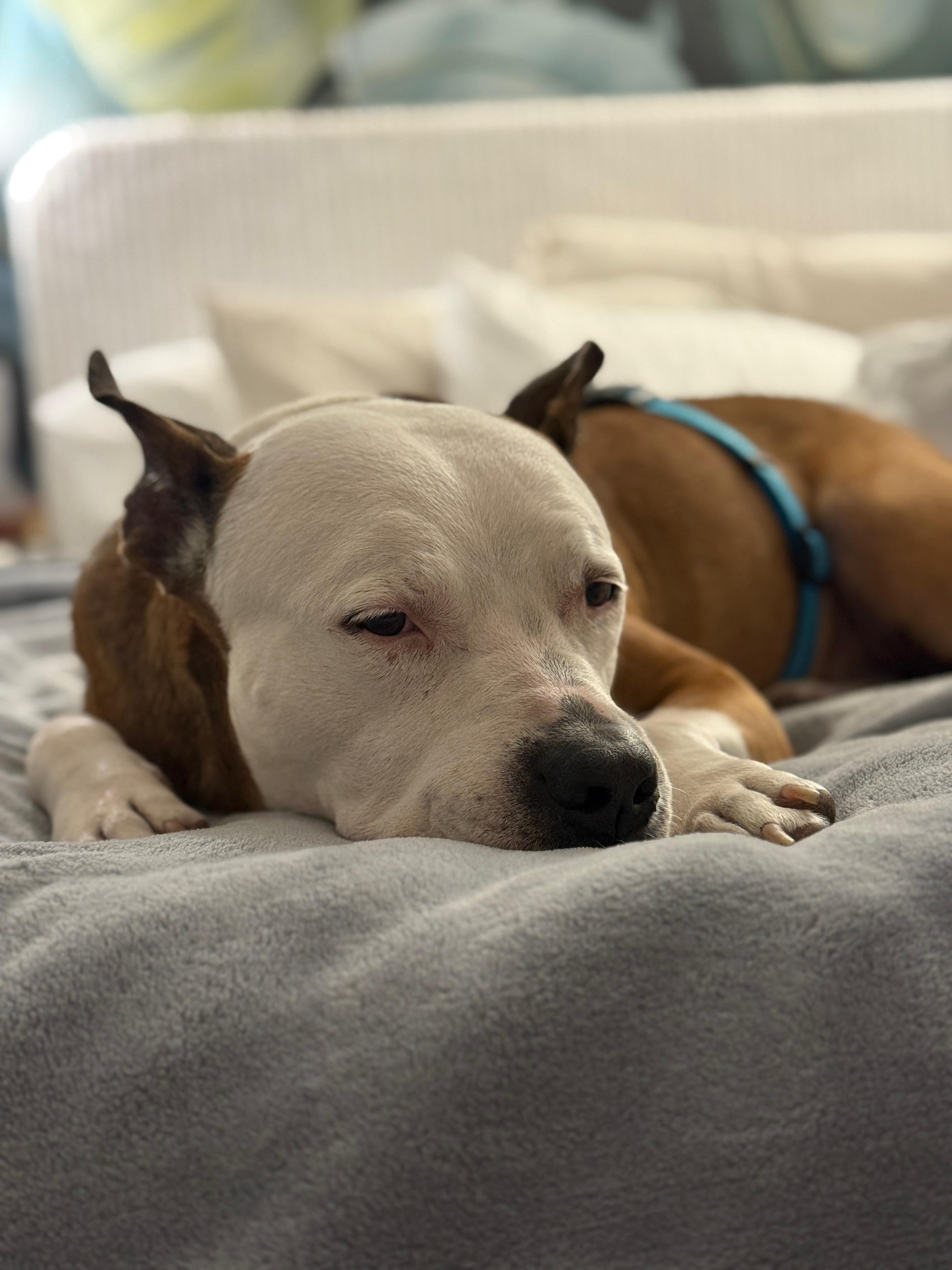 Ian A2691767, a Adoptable American Bulldog in Coral Gables, FL image 3/5