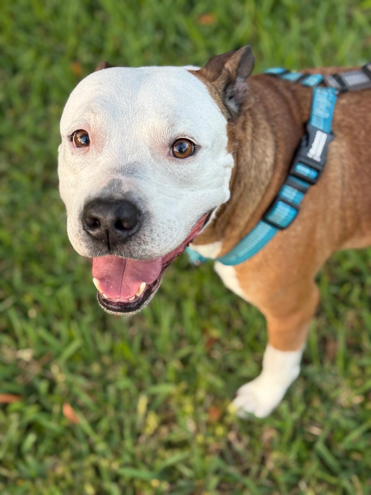 Ian A2691767, a Adoptable American Bulldog in Coral Gables, FL image 5/5