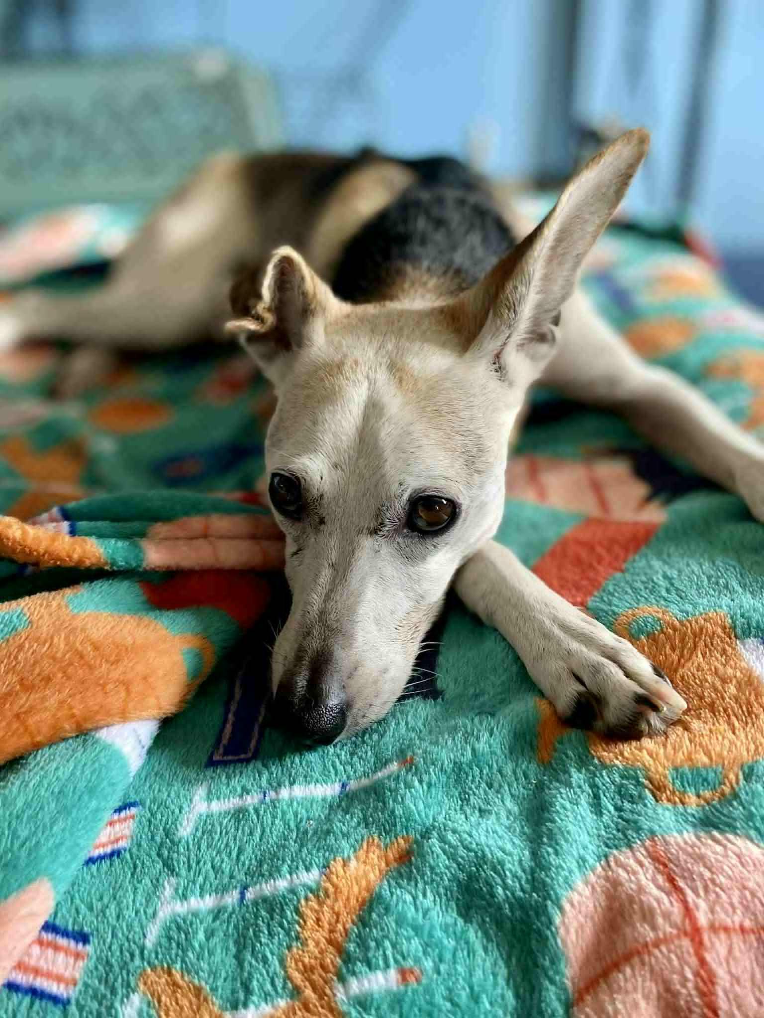 Radar, a Adopted mixed breed in Independence, MO image 1/6