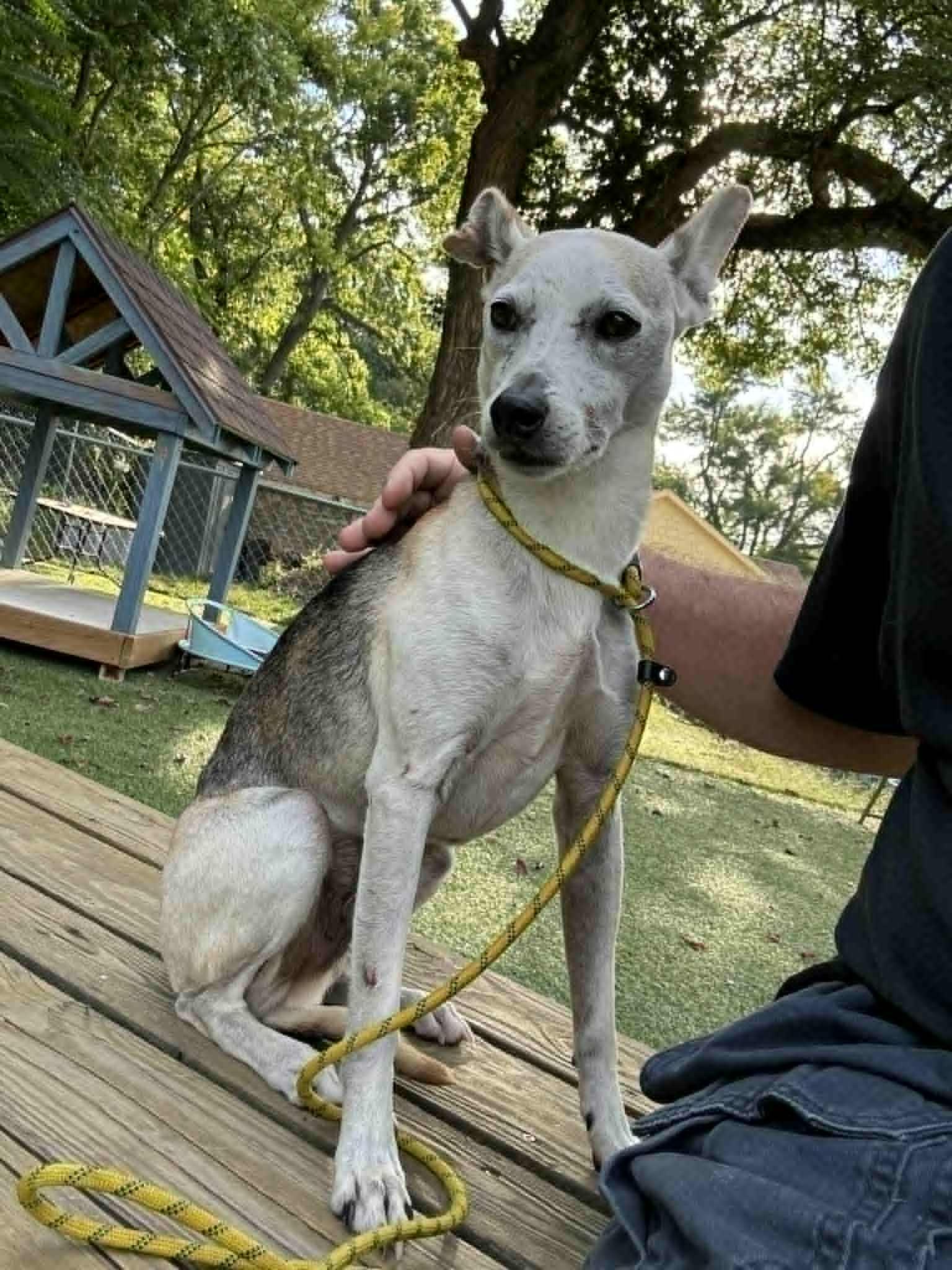 Radar, a Adopted mixed breed in Independence, MO image 2/6