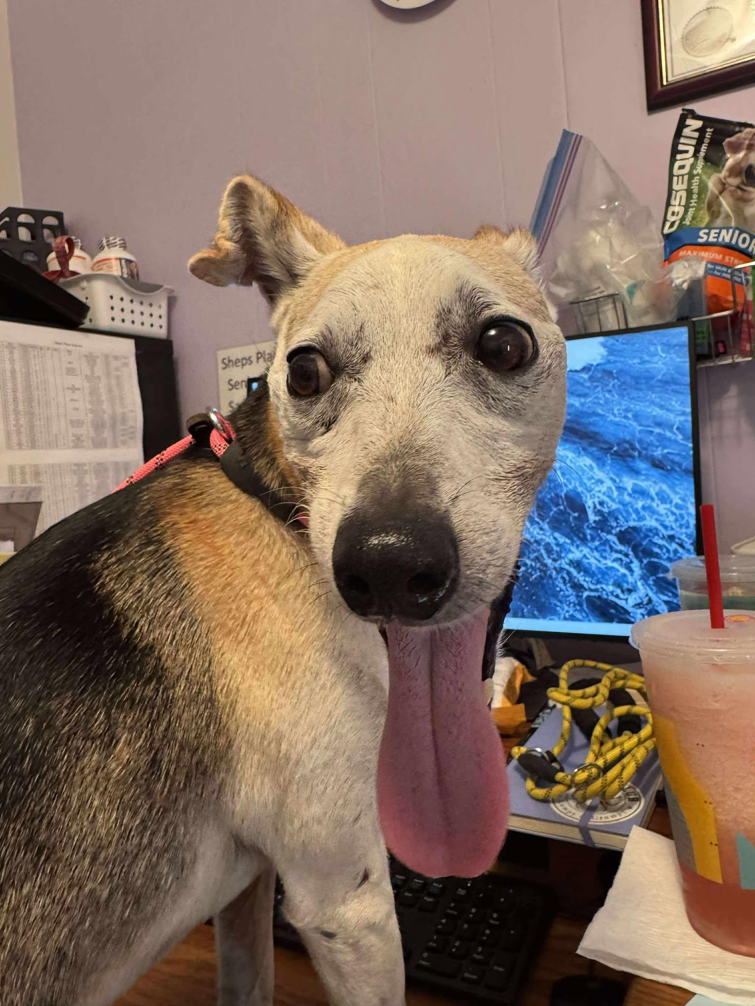 Radar, a Adopted mixed breed in Independence, MO image 3/6