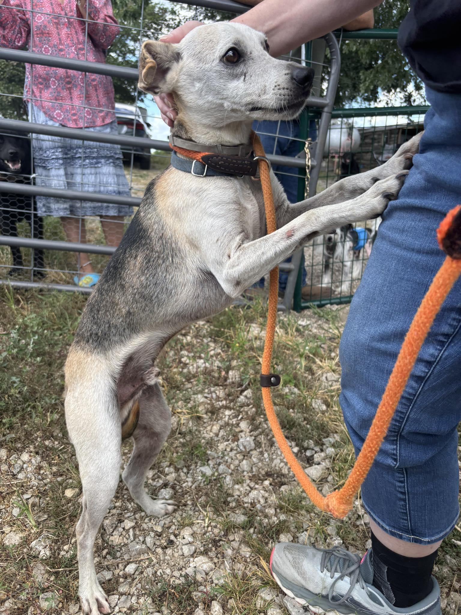 Radar, a Adopted mixed breed in Independence, MO image 5/6