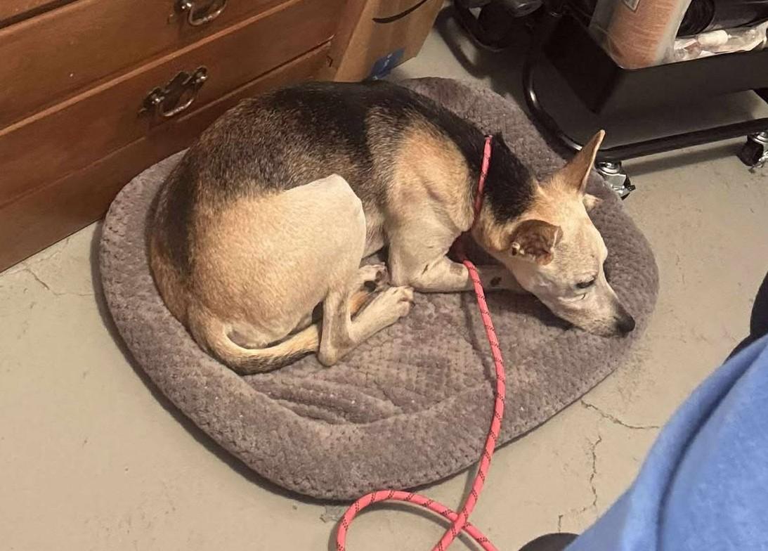 Radar, a Adopted mixed breed in Independence, MO image 6/6