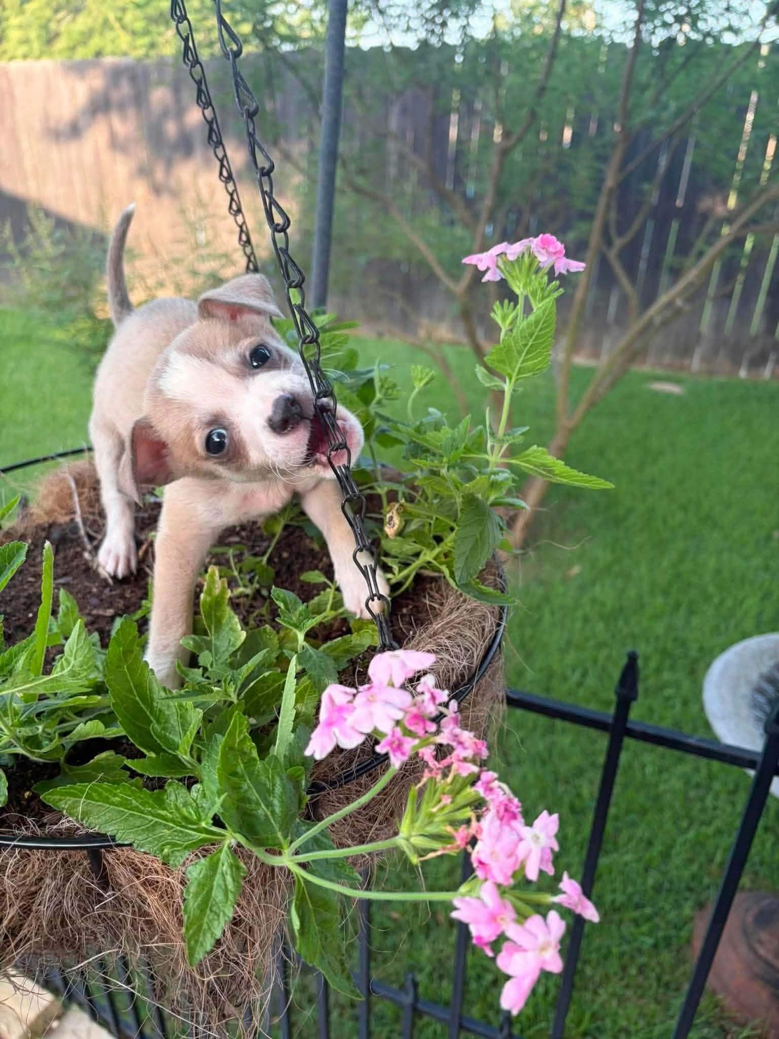 Ugg, a Adoptable Chihuahua in New Baltimore, MI image 2/2