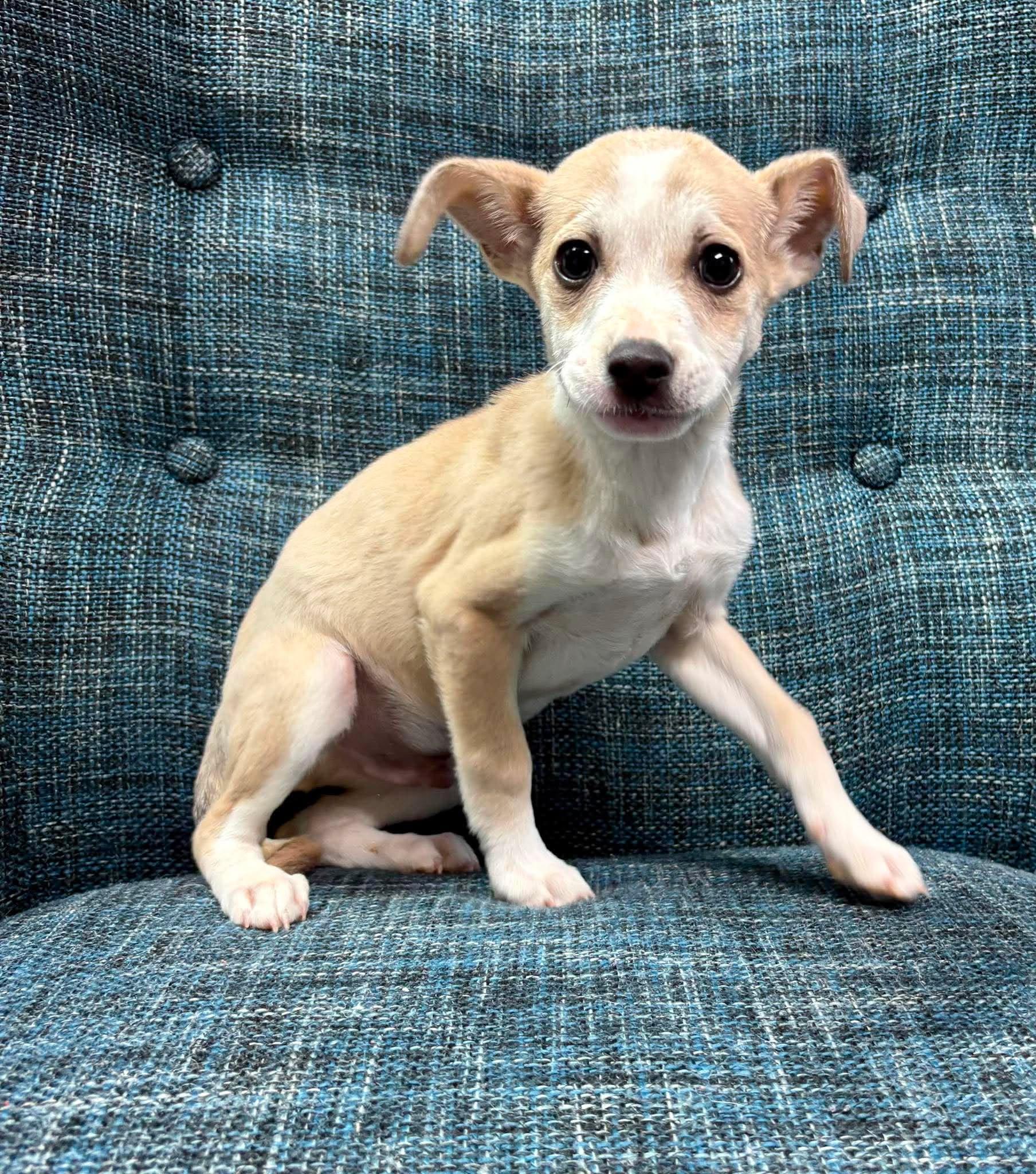 Ugg, Adoptable, Puppy Male Chihuahua.