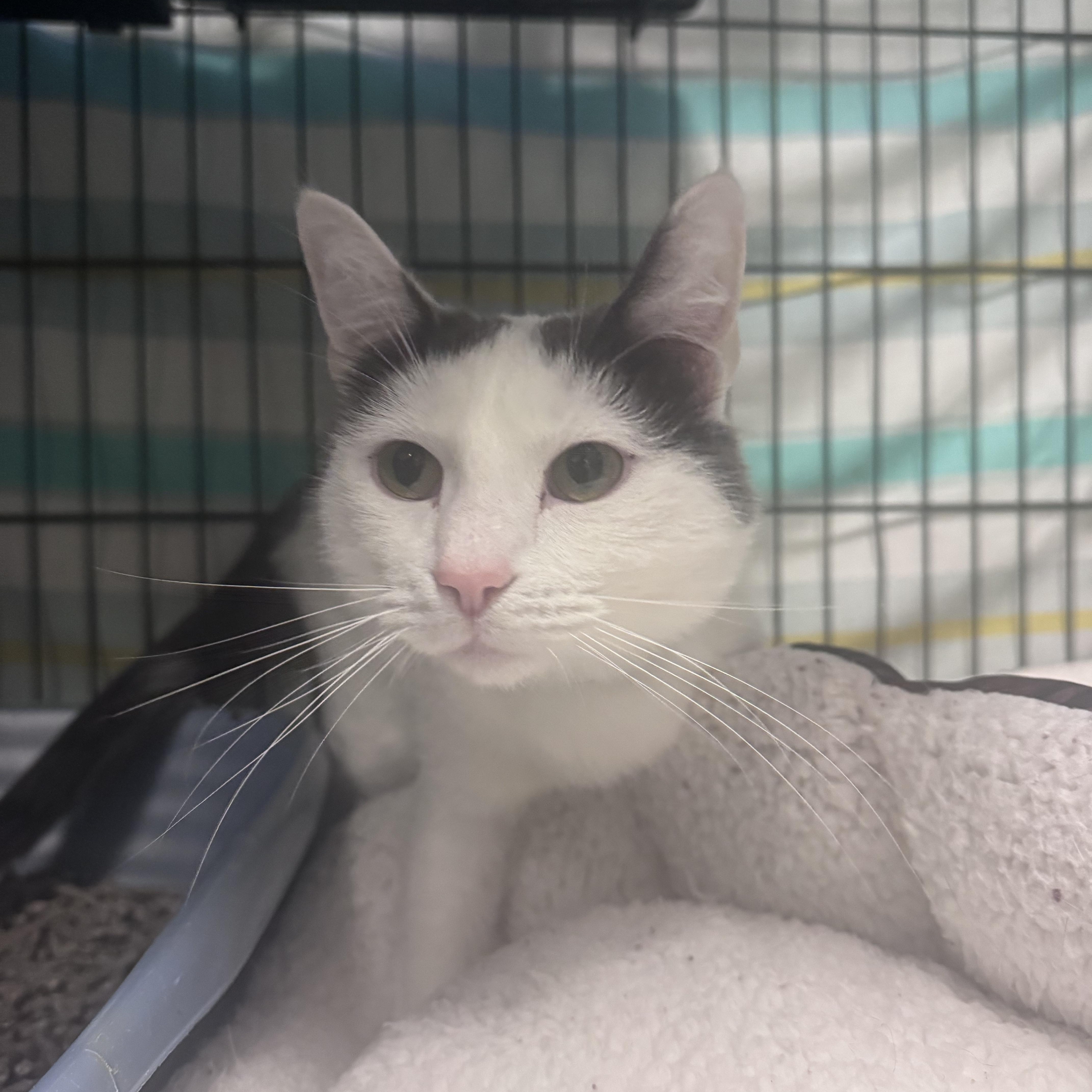 Kiki and Noodle, an adopted Domestic Short Hair in Yucca Valley, CA image 3/3