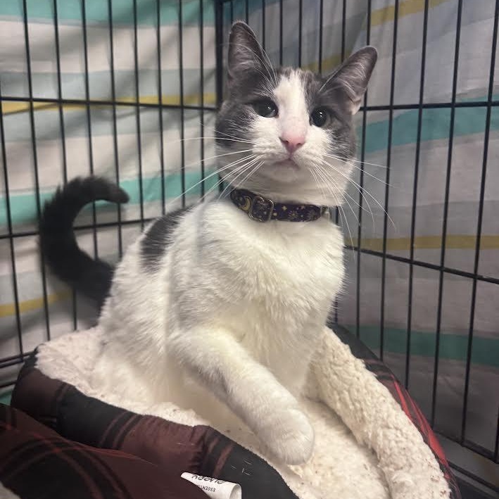 Kiki and Noodle, an adopted Domestic Short Hair in Yucca Valley, CA image 2/3