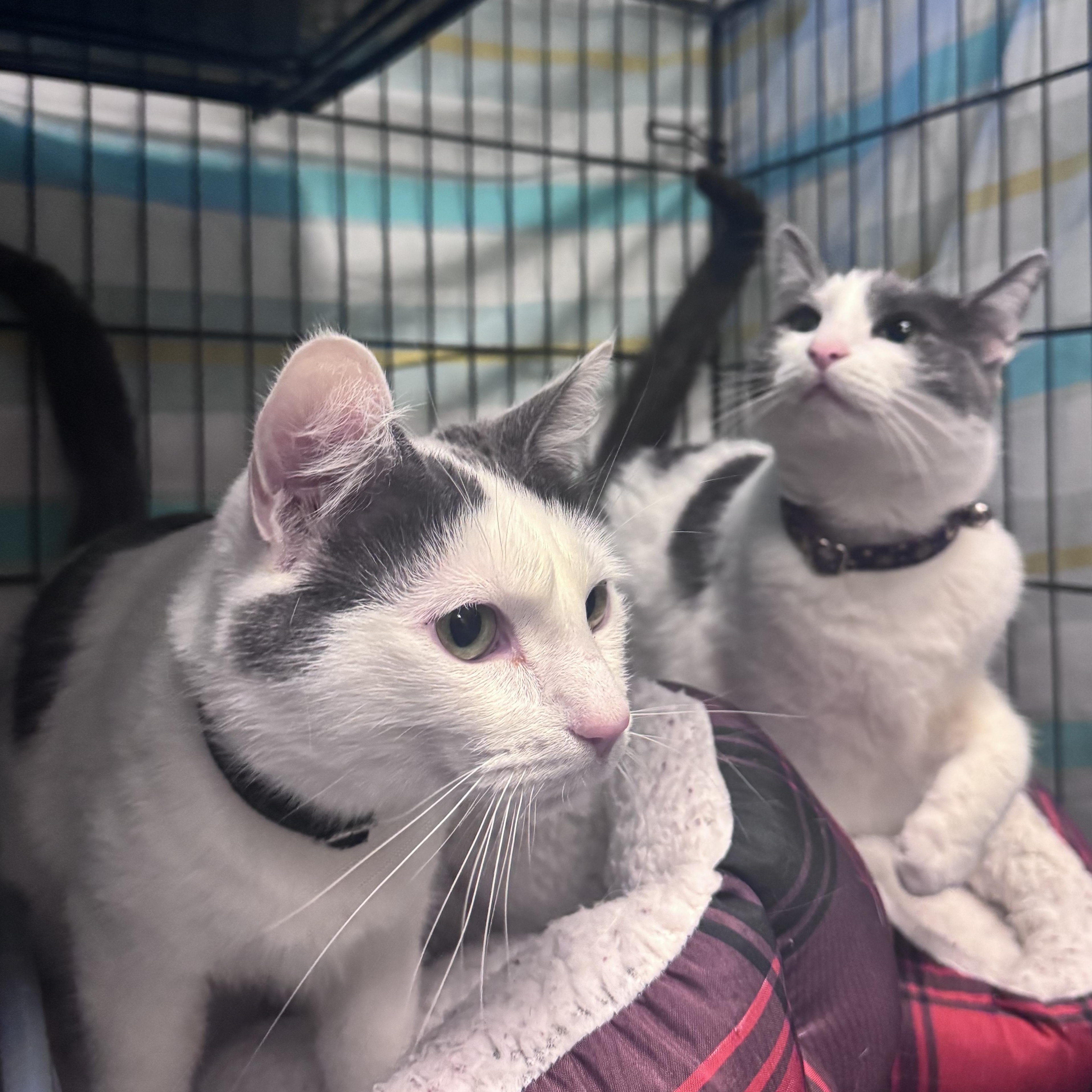 Kiki and Noodle, adopted, Adult Male Domestic Short Hair.