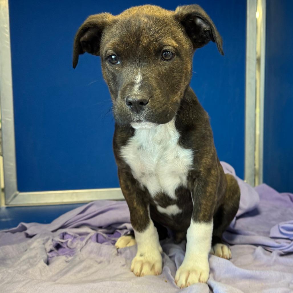 Gotenks, a Adoptable Mixed Breed in Las Cruces, NM image 1/6