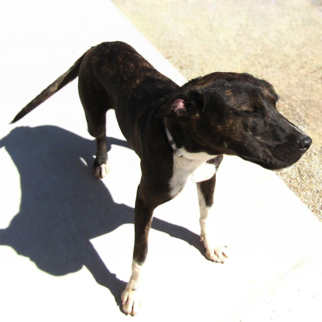 Gotenks, Adoptable, Adult Male Mixed Breed.