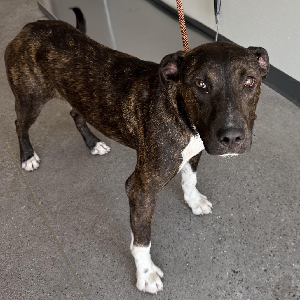 Gotenks, a Adoptable Mixed Breed in Las Cruces, NM image 2/6