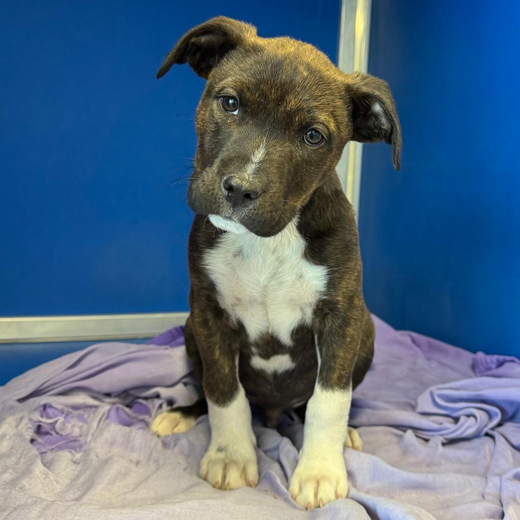 Gotenks, a Adoptable Mixed Breed in Las Cruces, NM image 3/6