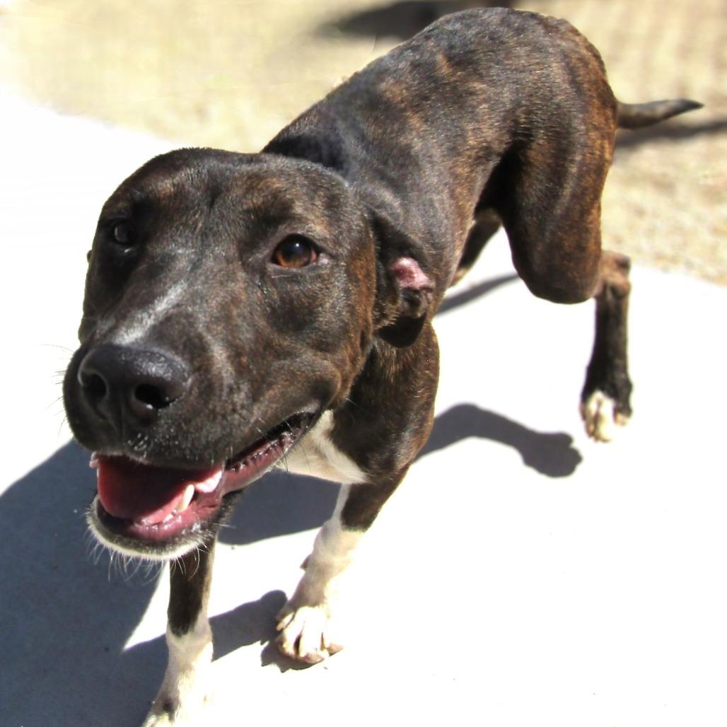 Enlarge Gotenks, a Adoptable Mixed Breed in Las Cruces, NM image 3/6