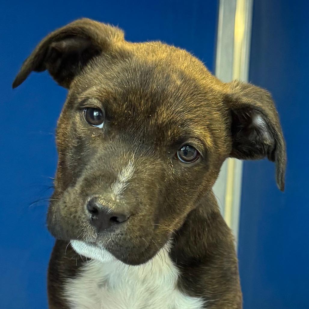 Gotenks, a Adoptable Mixed Breed in Las Cruces, NM image 5/6