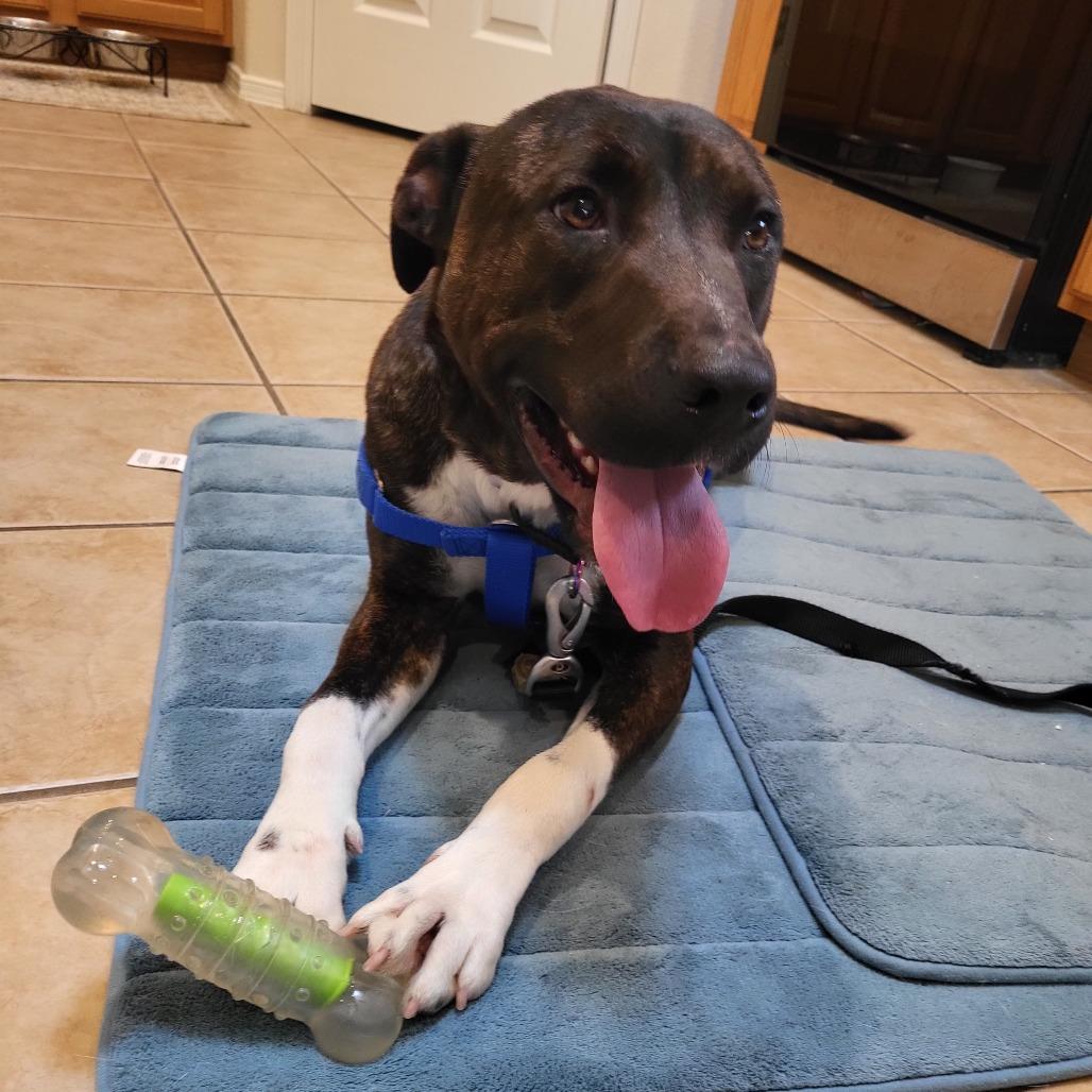 Enlarge Gotenks, a Adoptable Mixed Breed in Las Cruces, NM image 5/6