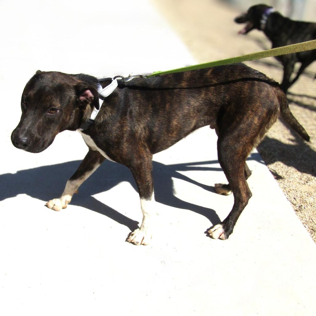 Enlarge Gotenks, a Adoptable Mixed Breed in Las Cruces, NM image 4/6