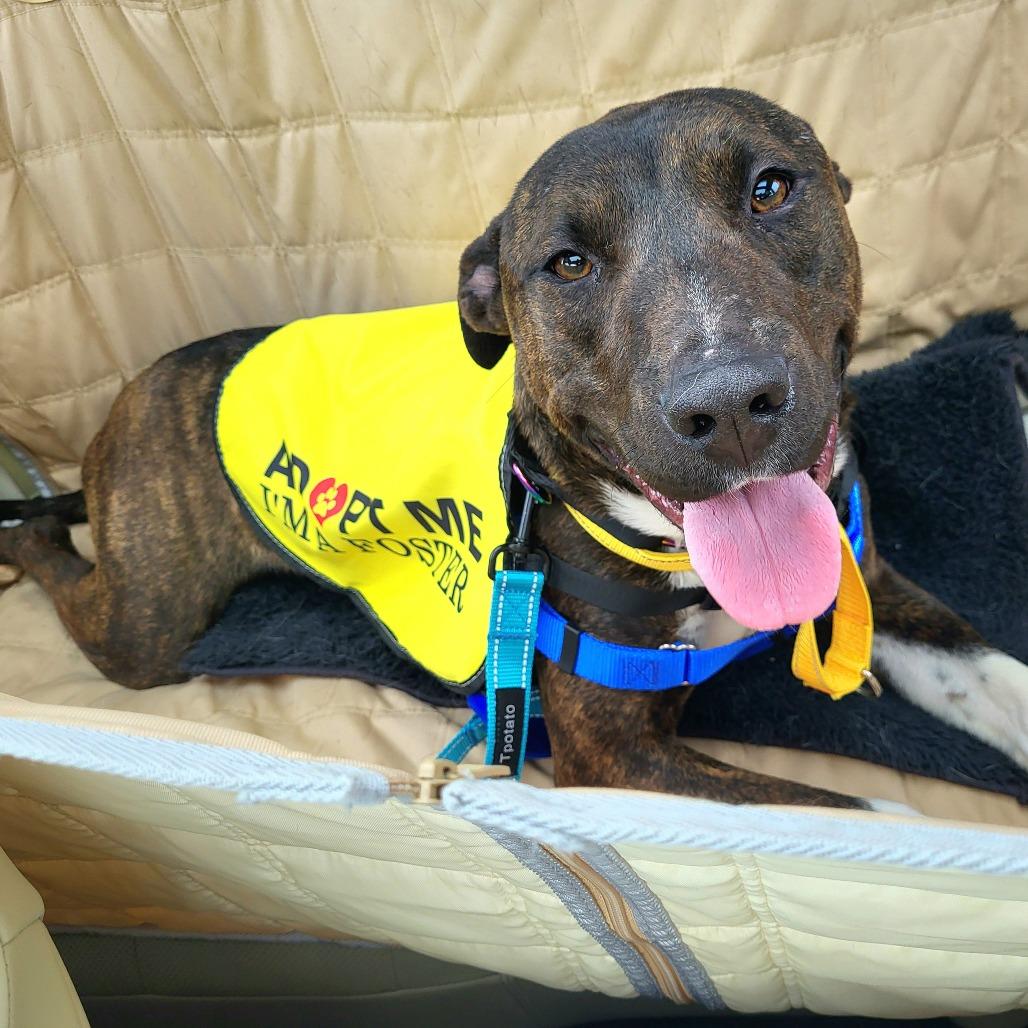 Enlarge Gotenks, a Adoptable Mixed Breed in Las Cruces, NM image 5/6