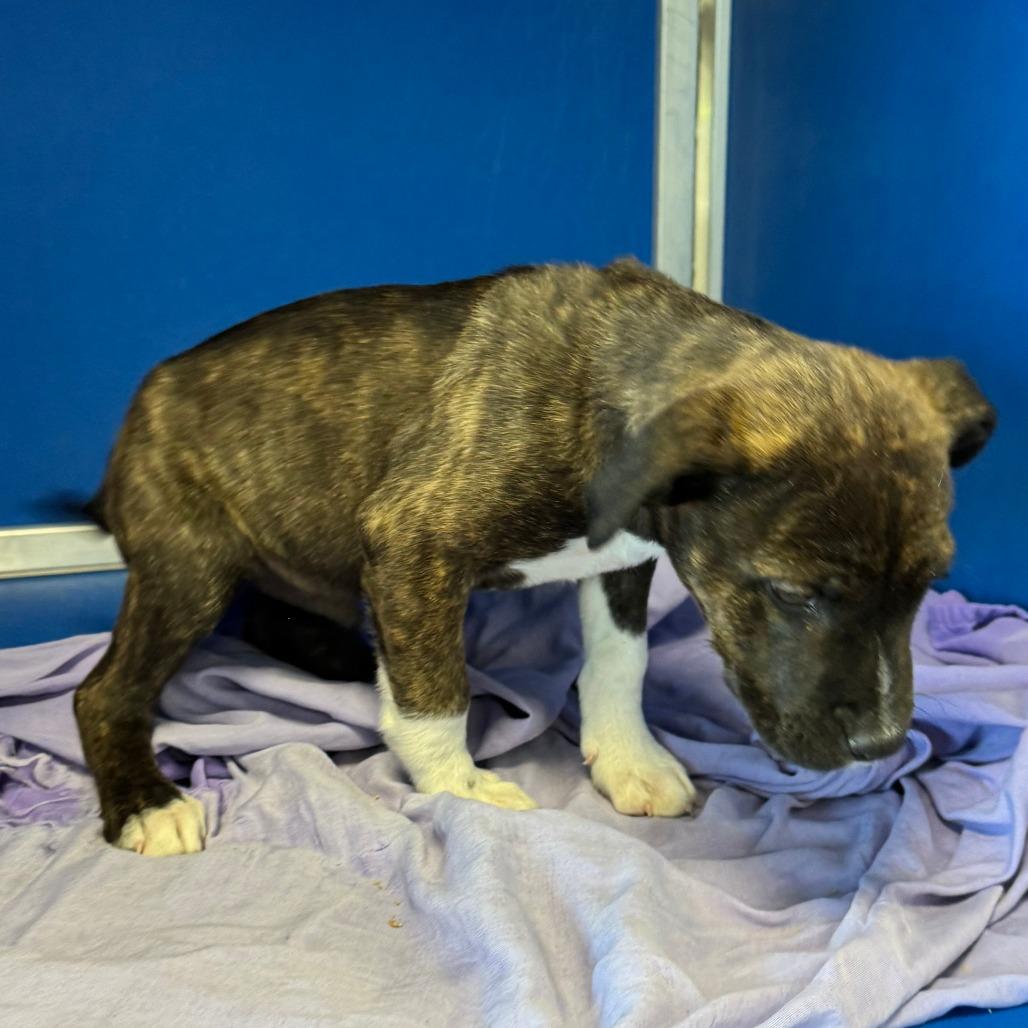 Gotenks, a Adoptable Mixed Breed in Las Cruces, NM image 6/6