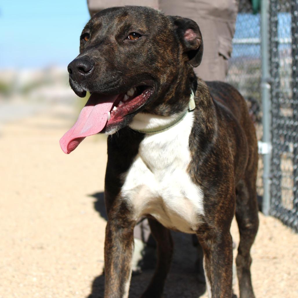 Enlarge Gotenks, a Adoptable Mixed Breed in Las Cruces, NM image 6/6