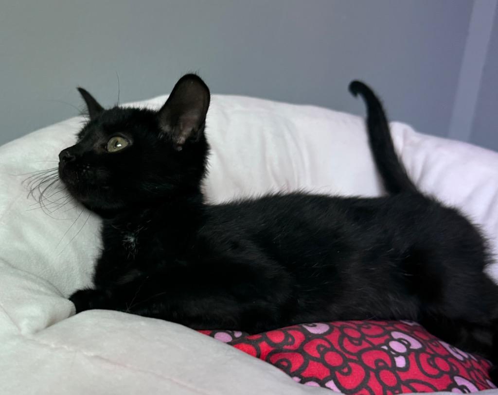 Enlarge Orion, a Adoptable mixed breed in Waynesville, MO image 1/1