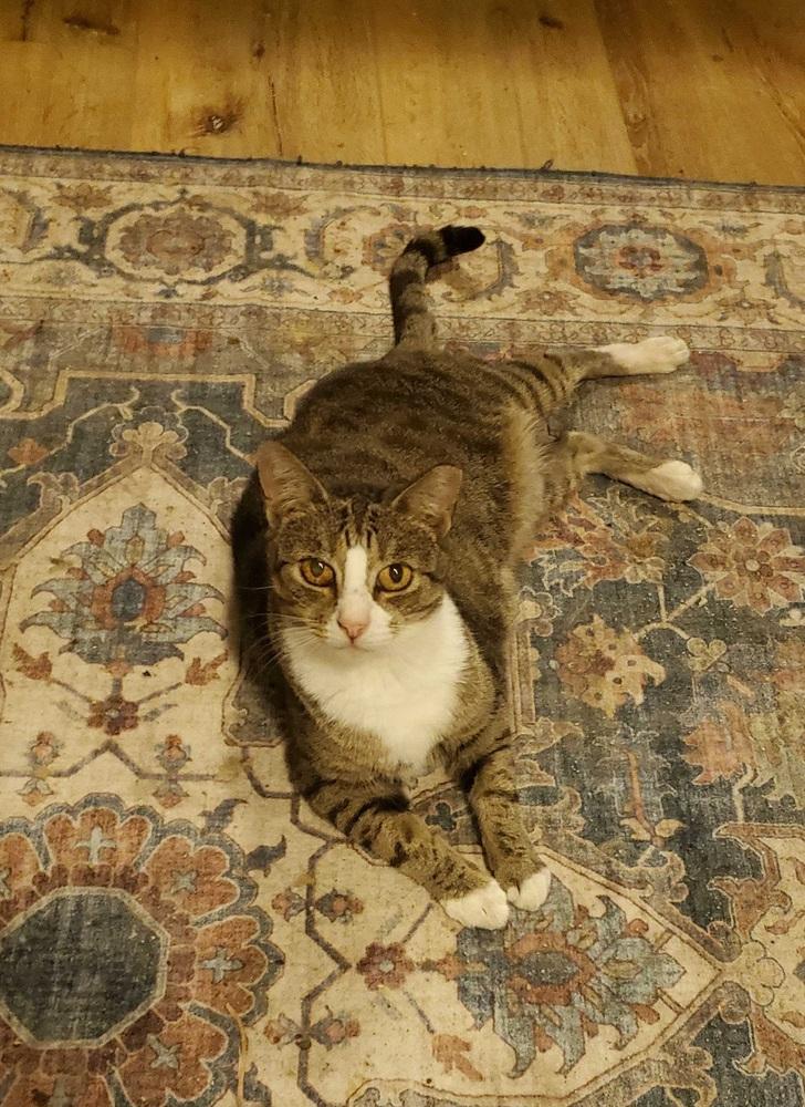 Velina, a Adoptable American Shorthair in Greensboro, NC image 1/3