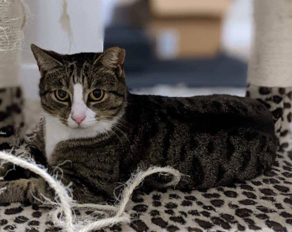 Velina, a Adoptable American Shorthair in Greensboro, NC image 2/3