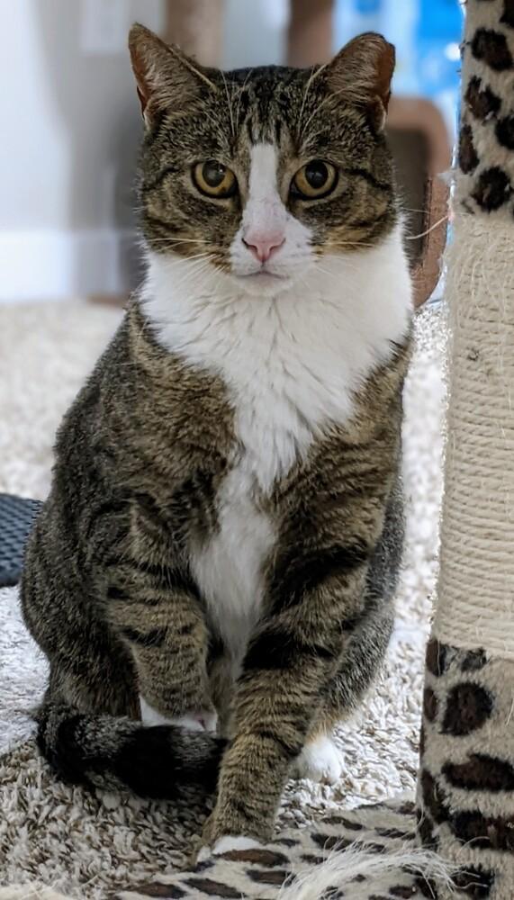 Velina, a Adoptable American Shorthair in Greensboro, NC image 3/3