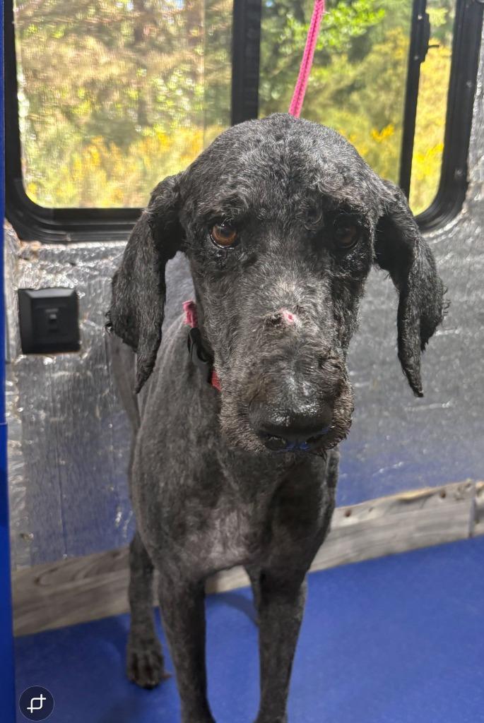 Enlarge Maya, a Adoptable Poodle in Gold Beach, OR image 1/1