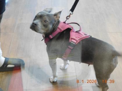 Enlarge Joy, a Adoptable mixed breed in North Richland Hills, TX image 1/1