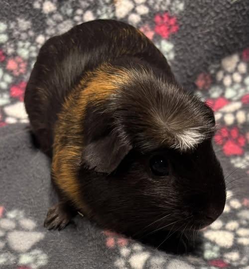Enlarge Ninja, a Adoptable Guinea Pig in Amherst, NY image 1/1