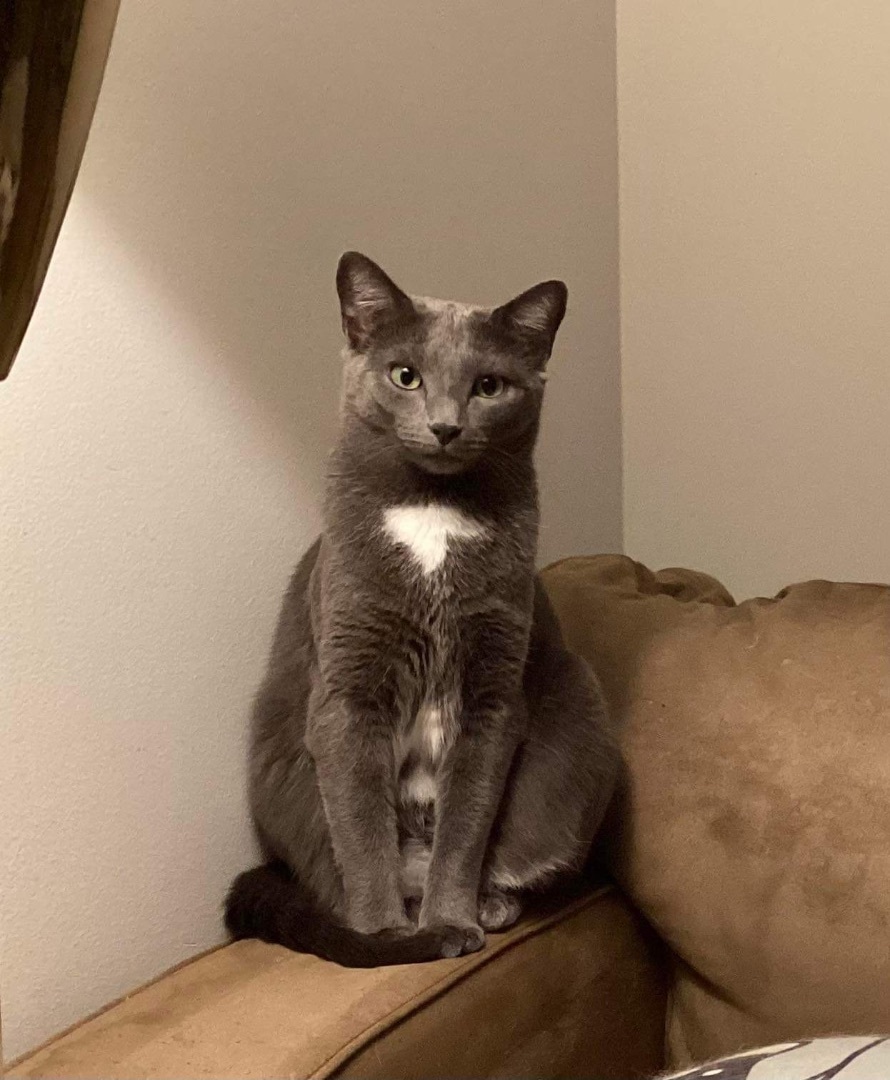 Chatty Caddy, a Adoptable Domestic Short Hair in Kenhorst, PA image 1/2