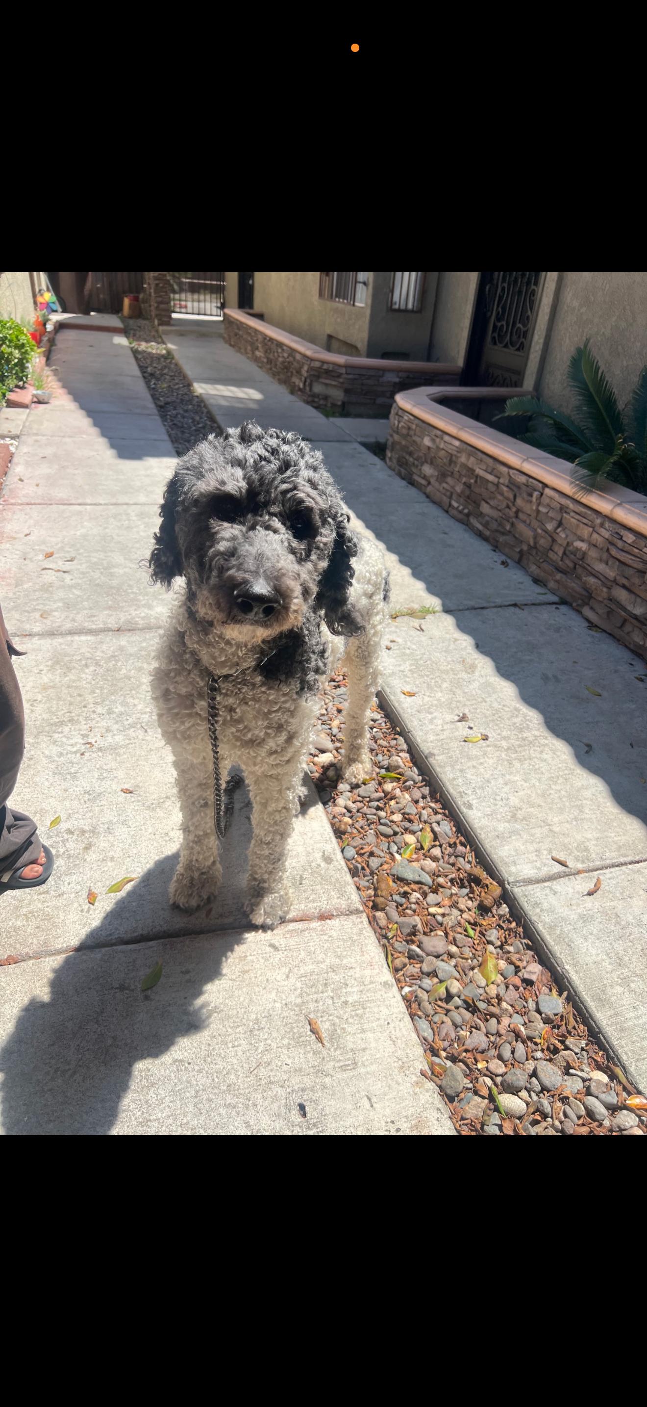 Bruno - The Darling Boy, an adopted Labradoodle in North Hollywood , CA image 2/3
