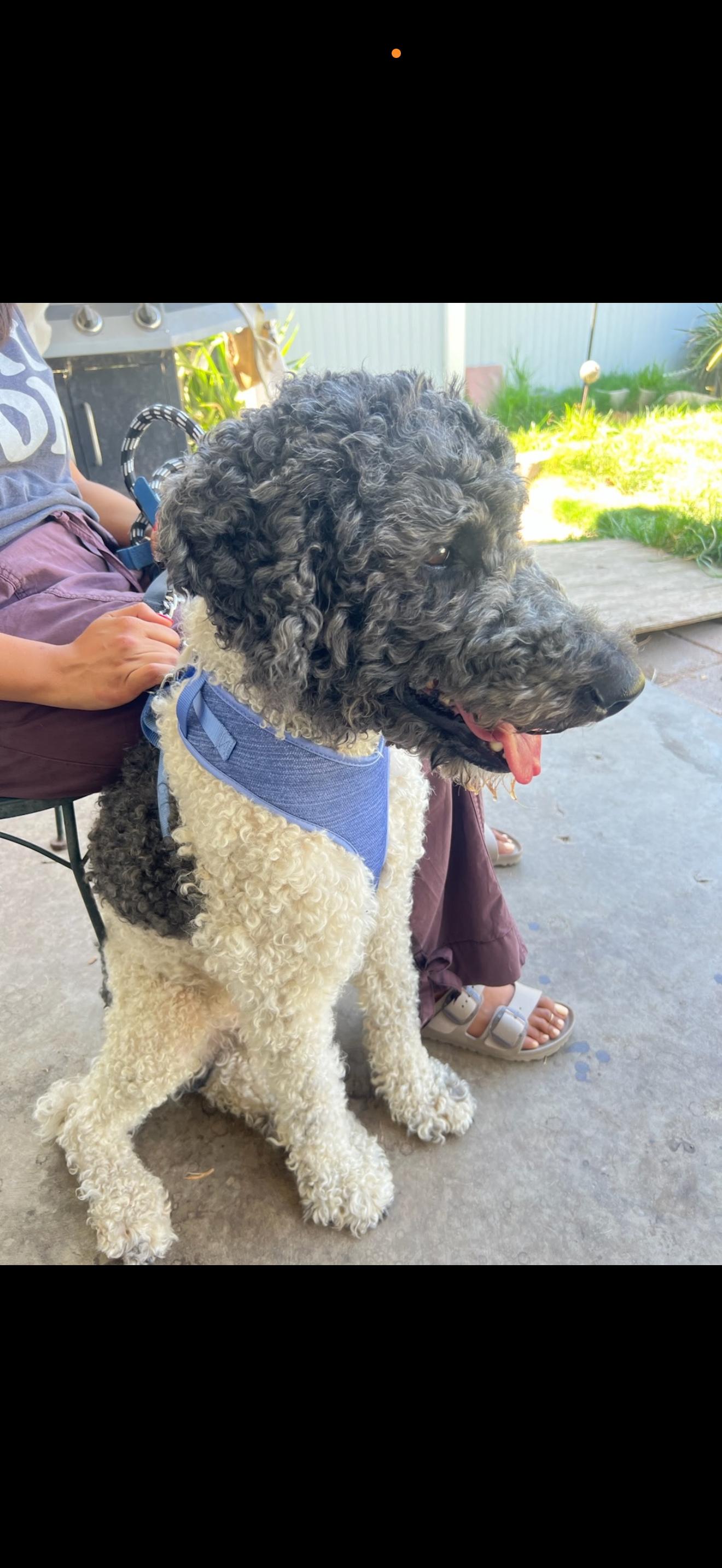 Bruno - The Darling Boy, an adopted Labradoodle in North Hollywood , CA image 1/3