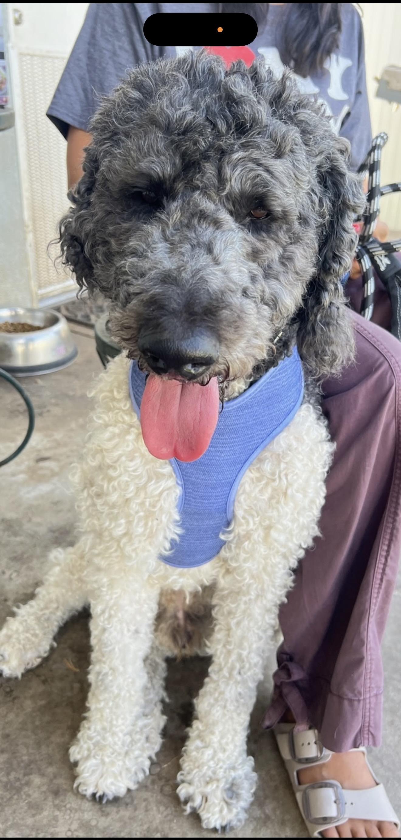 Bruno - The Darling Boy, an adopted Labradoodle in North Hollywood , CA image 3/3