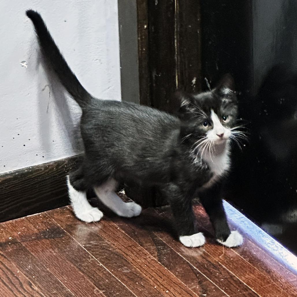 Centrosome, Adoptable, Kitten Male Domestic Short Hair.