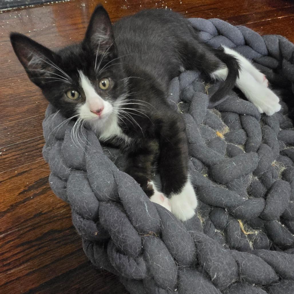 Centrosome, a Adoptable Domestic Short Hair in Wichita, KS image 2/6