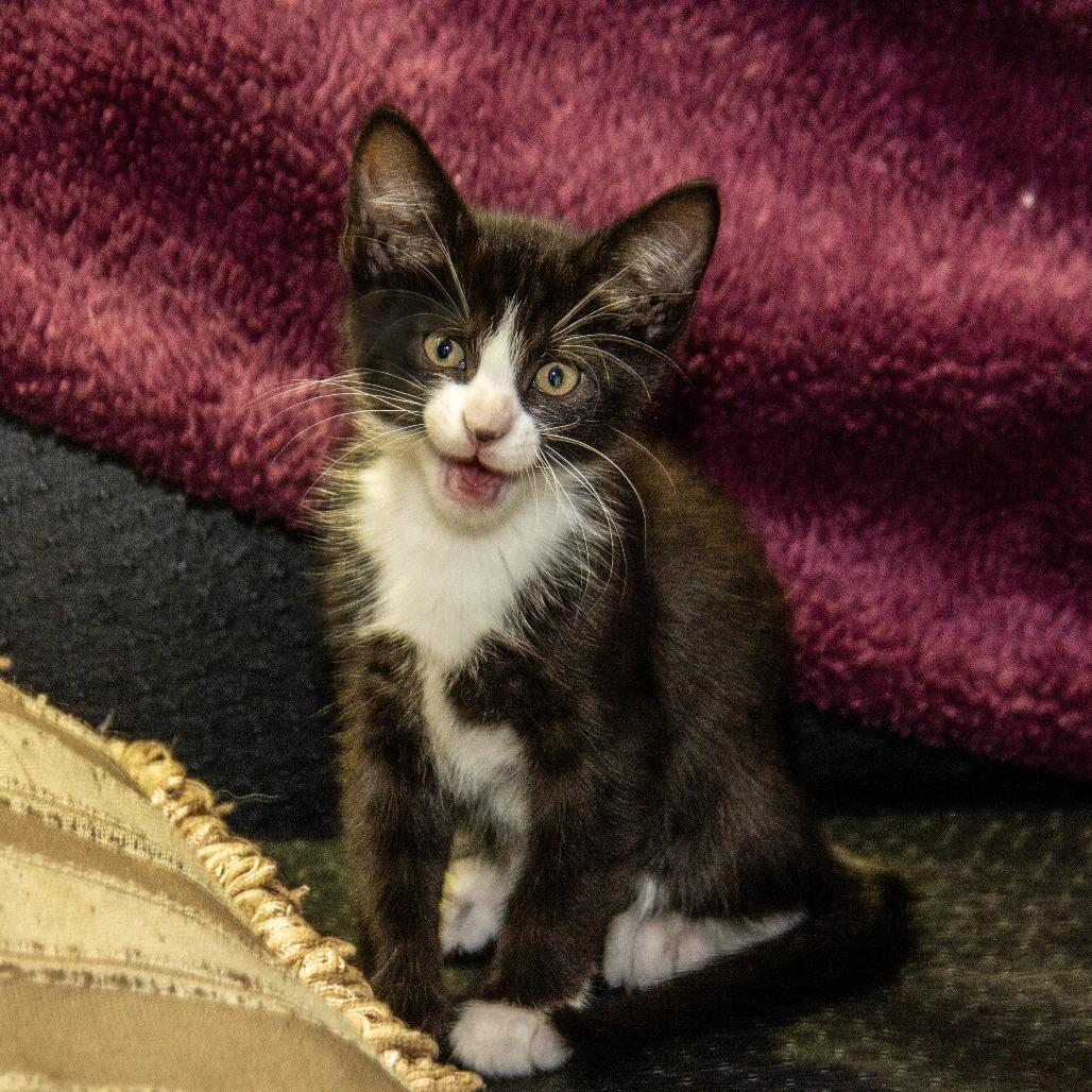 Centrosome, a Adoptable Domestic Short Hair in Wichita, KS image 3/6