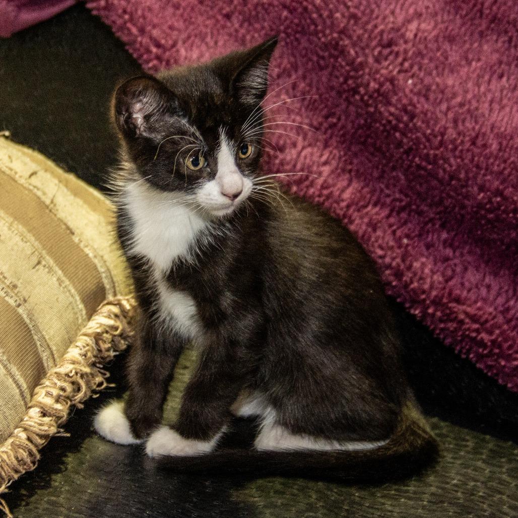 Centrosome, a Adoptable Domestic Short Hair in Wichita, KS image 4/6