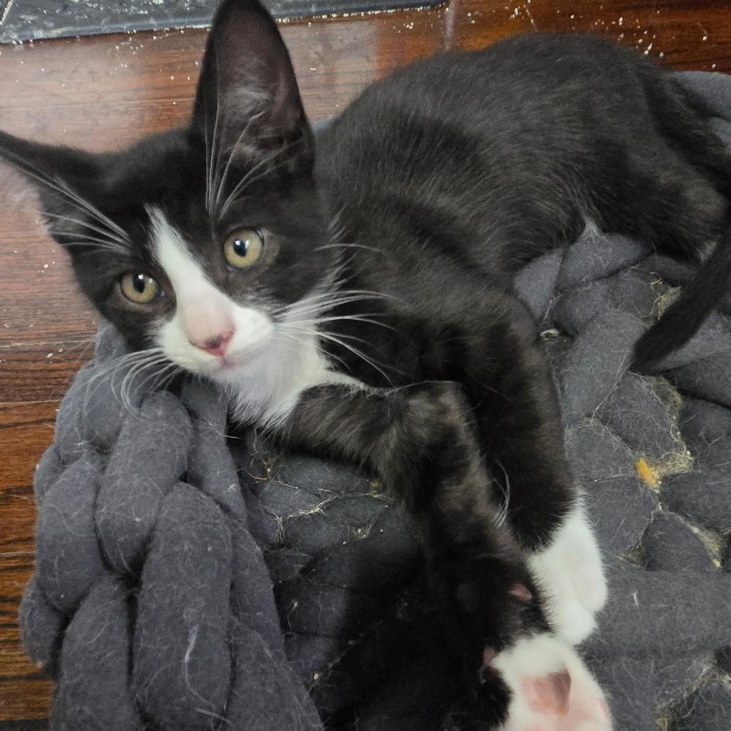 Centrosome, a Adoptable Domestic Short Hair in Wichita, KS image 5/6