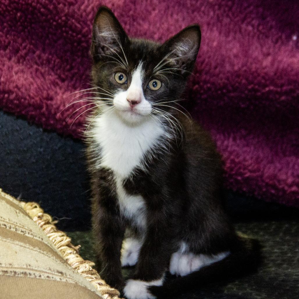 Centrosome, a Adoptable Domestic Short Hair in Wichita, KS image 6/6