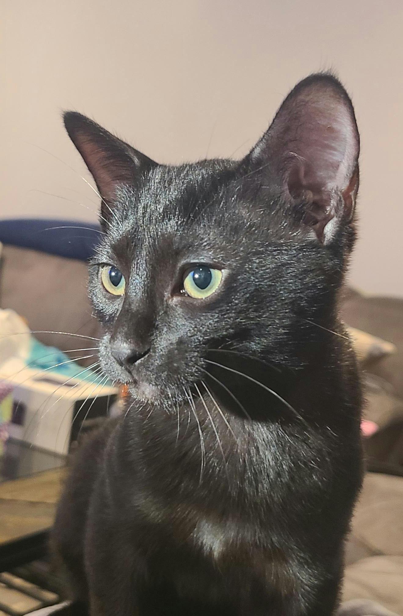 JJ, Adopted, Kitten Male Domestic Short Hair.