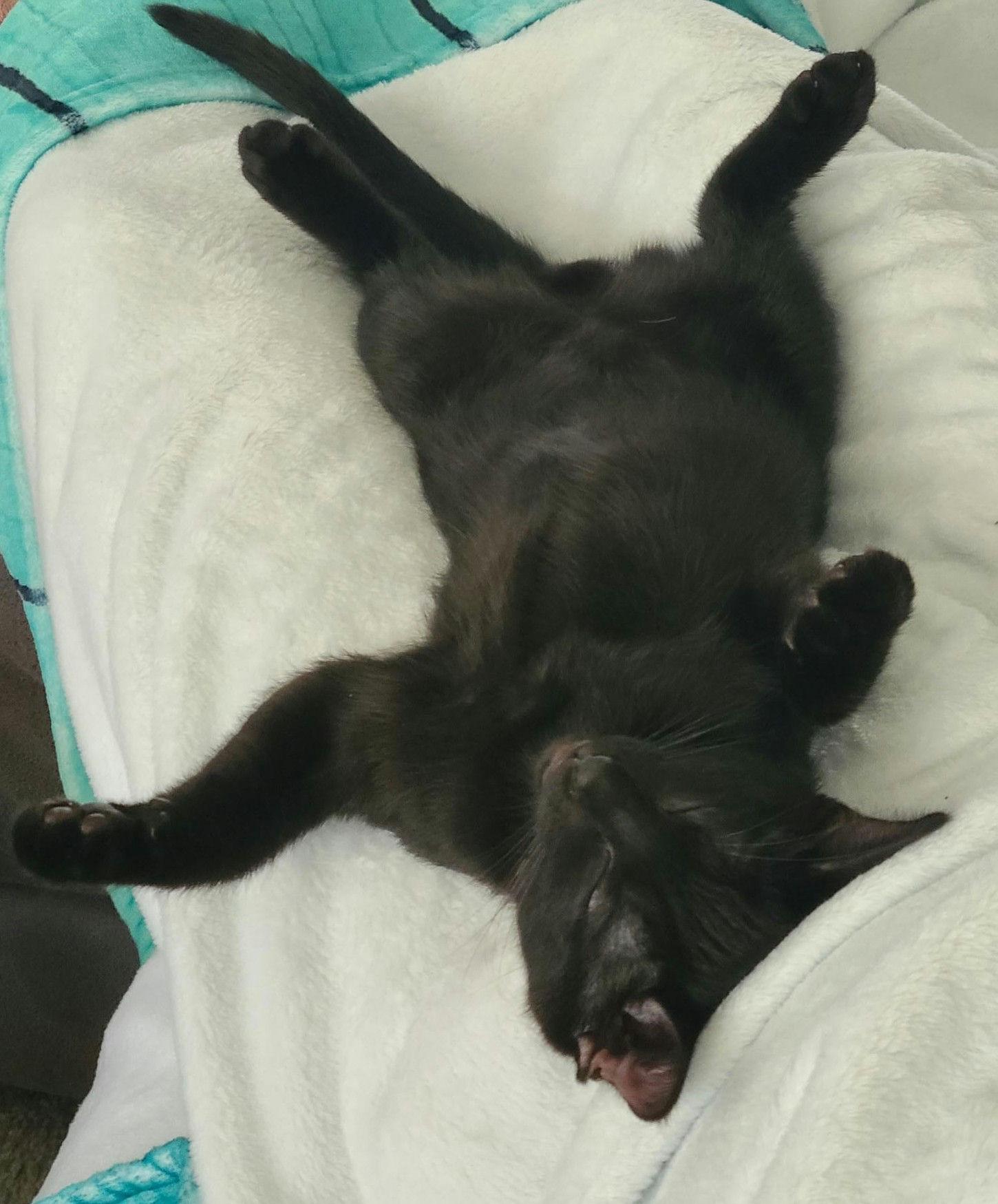 Enlarge JJ, a Adopted Domestic Short Hair in Houston, TX image 2/4