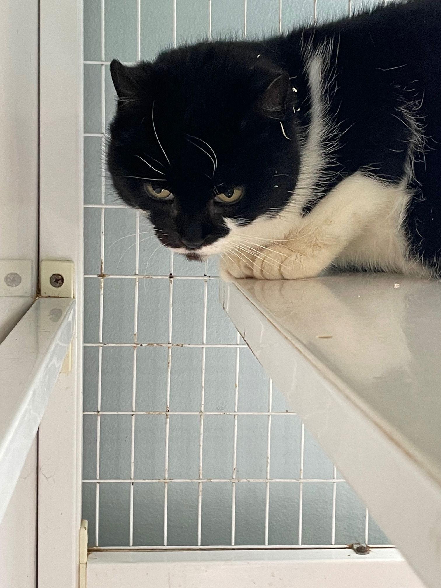 Wendy, Adopted, Adult Female Domestic Short Hair.